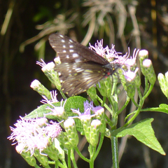 Catasticta flisa flisa