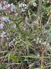 Symphyotrichum lateriflorum