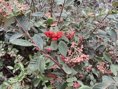 Cotoneaster coriaceus