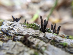 Xylaria