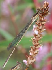 Lestes alacer