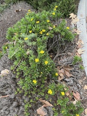 Euryops pectinatus
