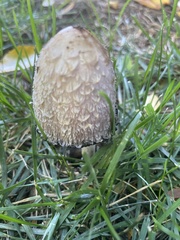 Coprinus comatus