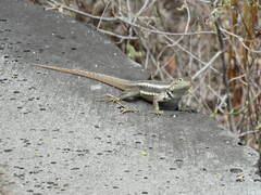 Microlophus bivittatus