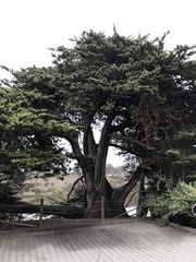 Cupressus macrocarpa