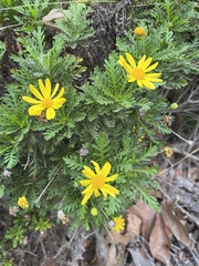 Euryops pectinatus