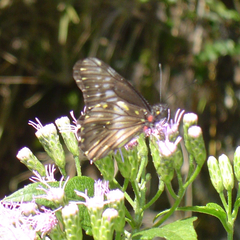 Catasticta flisa flisa