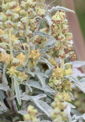 Ambrosia grayi