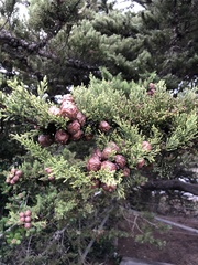 Cupressus macrocarpa