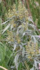 Ambrosia grayi