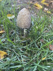 Coprinus comatus