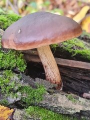 Pluteus