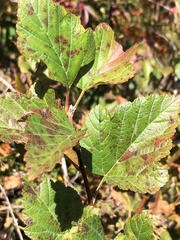 Physocarpus intermedius