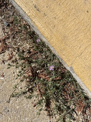 Spergularia rubra