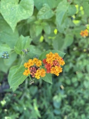 Lantana camara