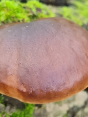 Pluteus