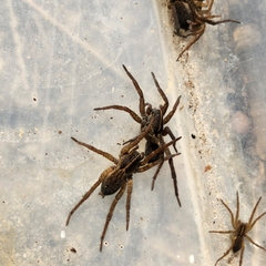 Tigrosa helluo