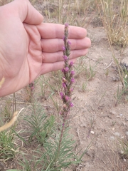 Liatris punctata