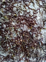 Frullania eboracensis