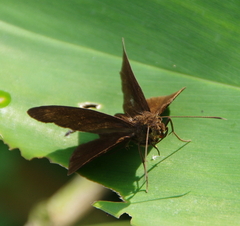 Ancistroides nigrita