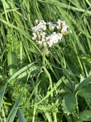 Achillea millefolium