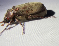 Melolonthinae