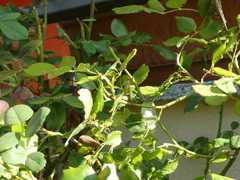 Eupholidoptera chabrieri