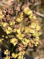 Physocarpus intermedius