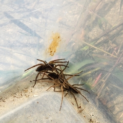 Tigrosa helluo