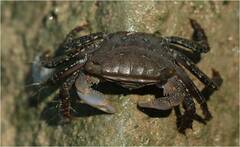 Metopograpsus thukuhar