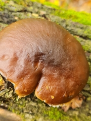 Pluteus