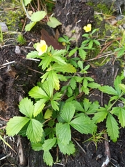 Potentilla reptans
