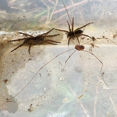 Tigrosa helluo