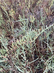 Salicornia pacifica
