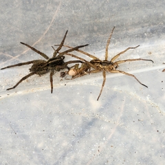 Tigrosa helluo