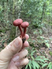 Cortinarius sanguineus