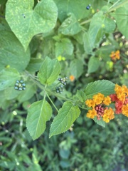 Lantana camara