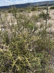 Koeberlinia spinosa