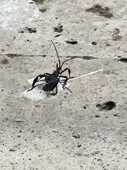 Acanthocephala terminalis