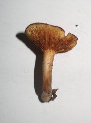 Gymnopilus penetrans
