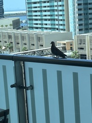 Streptopelia senegalensis