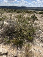 Koeberlinia spinosa