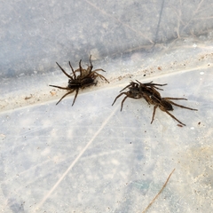 Tigrosa helluo