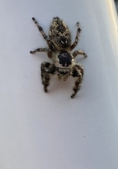 Phidippus otiosus