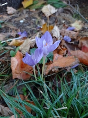 Crocus banaticus