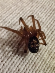 Steatoda nobilis