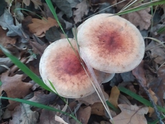 Hypholoma lateritium