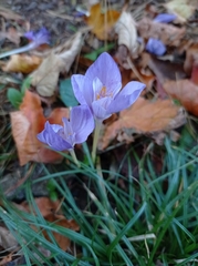 Crocus banaticus