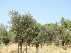 Celtica gigantea