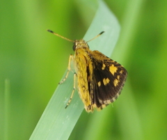 Ampittia dioscorides